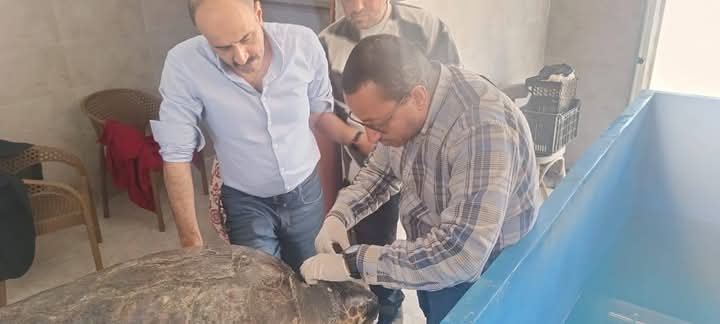 فحص السلحفاة اليونانية