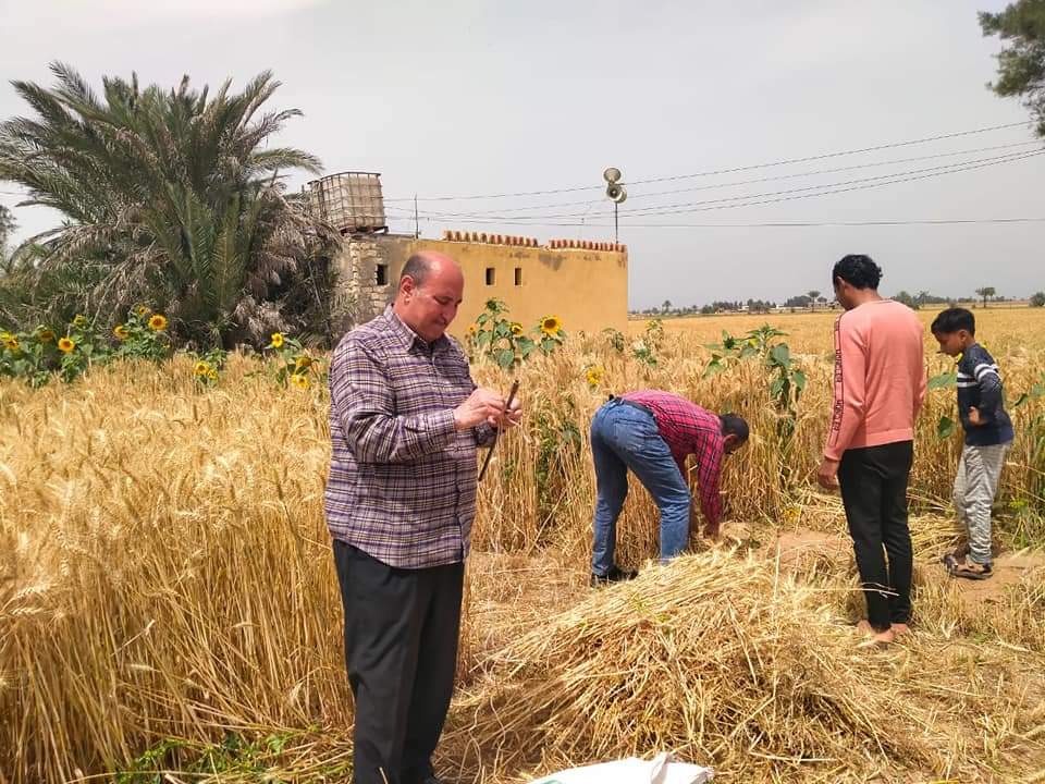 حصاد القمح بالفيوم