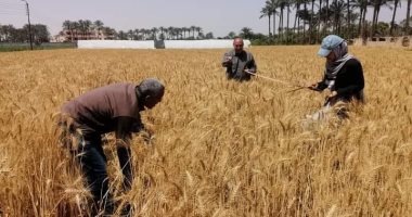 حصاد القمح بالفيوم
