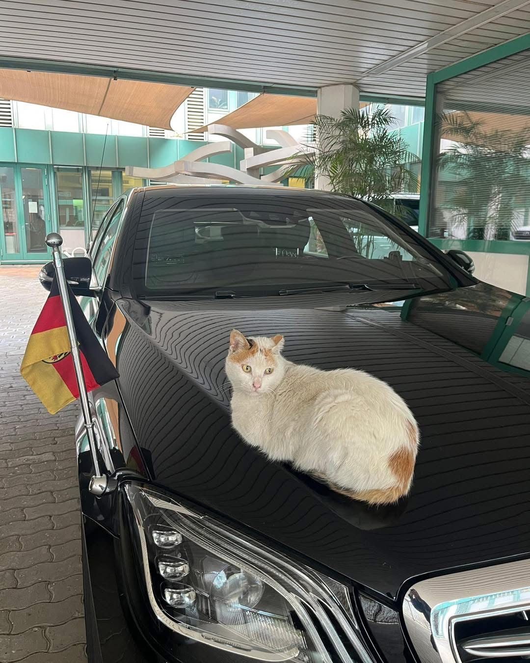 <strong>قطة تجلس على سيارة السفير الألماني</strong>