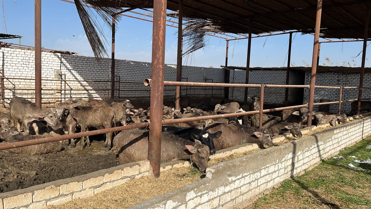 زراعة الفيوم.. إدارة الإنتاج الحيواني تواصل أعمال المعاينات والتراخيص بمراكز المحافظة