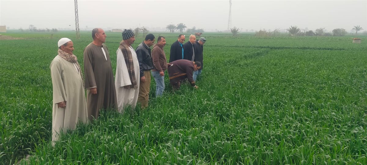 متابعة ميدانية مكثفة لحقول القمح بطامية وتوصيات هامة للمزارعين خلال مرحلة طرد السنابل<br>&nbsp;