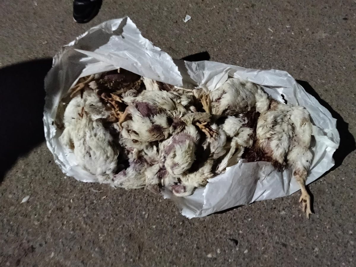 مديرية تموين الفيوم ضبط 10 طن من الفراخ النافقه وغير صالحه للأستهلاك الآدمي&nbsp;