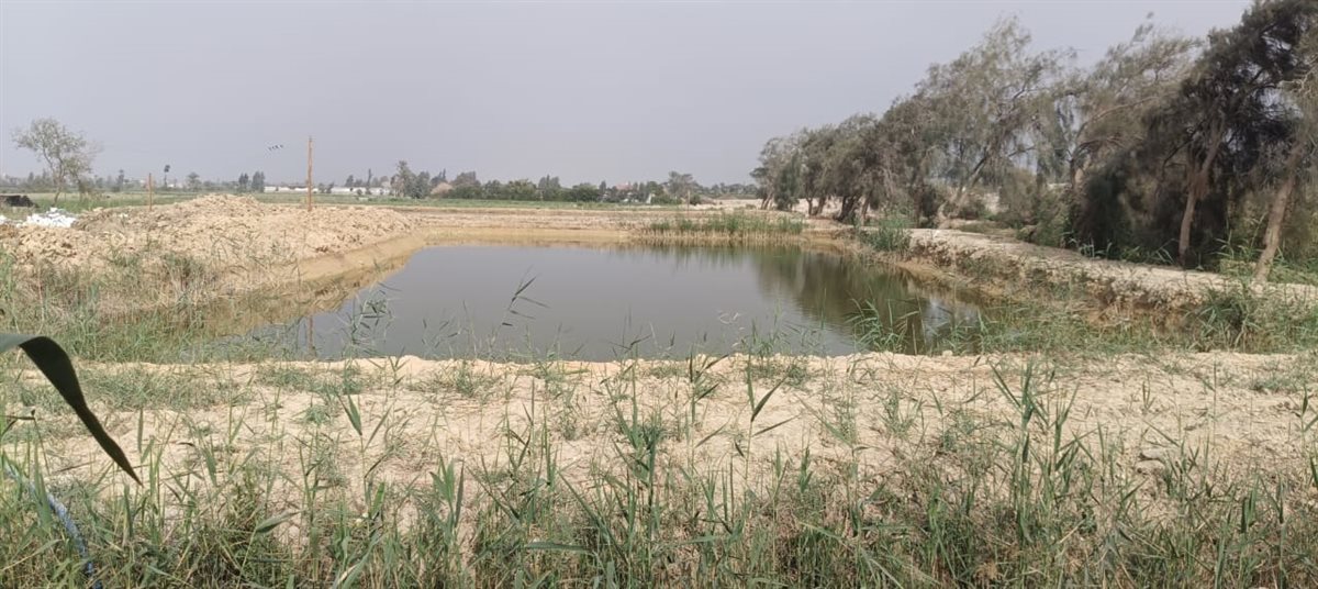 المزرعة مرخصة ومستأجرة لمستثمر سعودى... إزالها باللودر على البط بقرية الناصرية