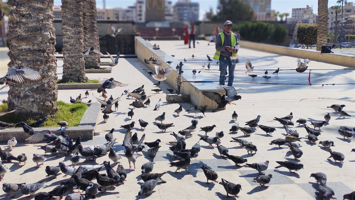 ساحة الحمام بحديقة المسلة ببورسعيد&nbsp;