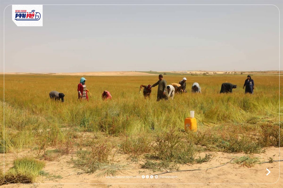 حصاد الكتان في المنيا&nbsp;