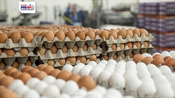 سعر كيلو الفراخ البيضاء اليوم&nbsp;