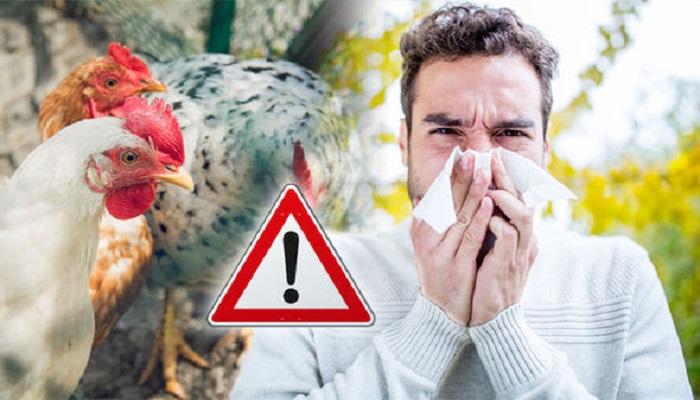 أعراض الإصابة بإنفلونزا الطيور&nbsp;