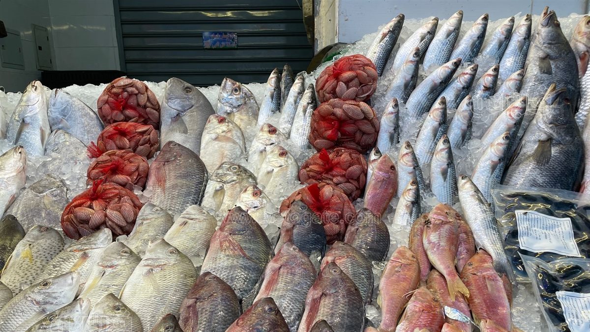 أسعار السمك اليوم&nbsp;