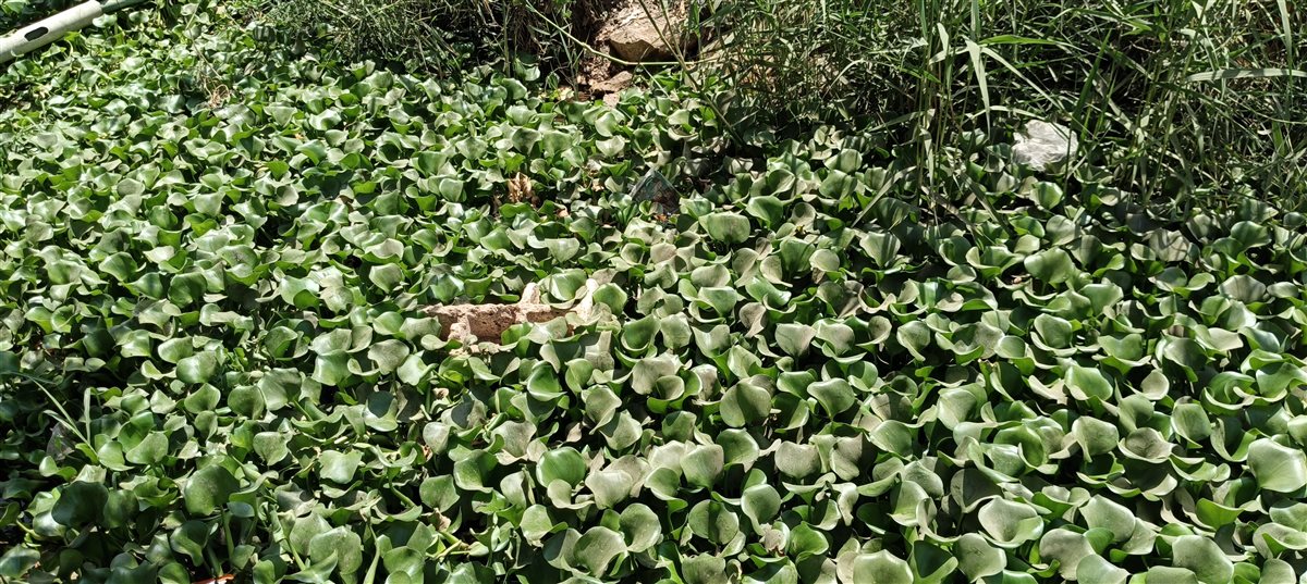 بيروى أكثر من 200 فدان... مزارعو قرية طبهار يستغيثون بمحافظ الفيوم: بحر أبو الحد الواطي مسدود بالقمامة ومش عارفين نسقي أرضنا