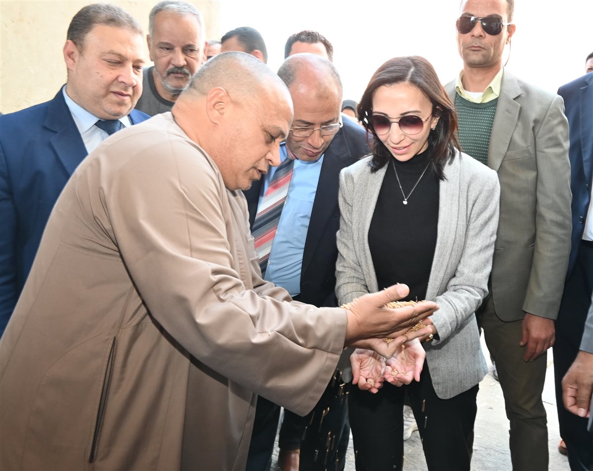 القمح في البحيرة