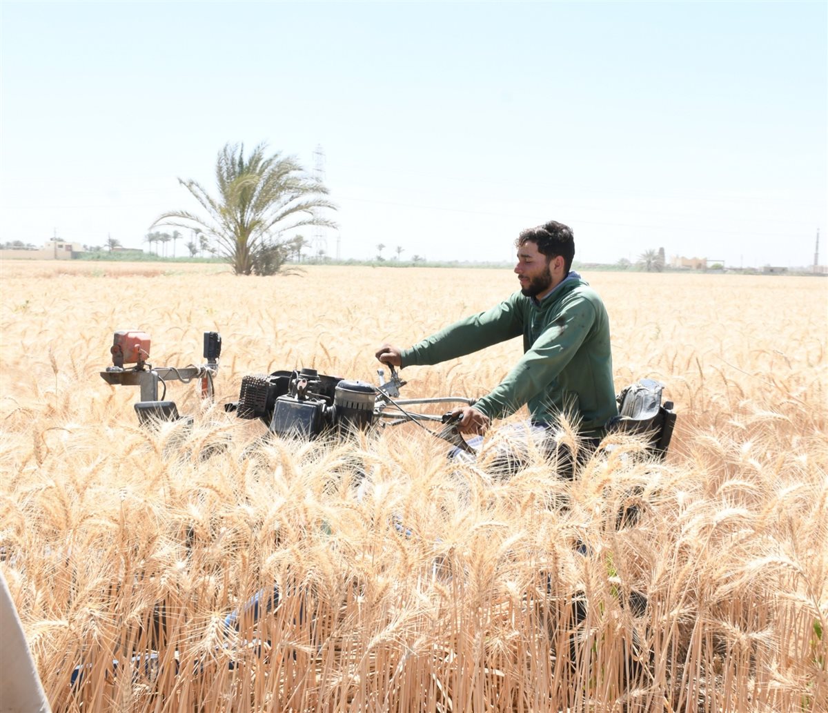 محافظ الفيوم يفتتح موسم حصاد القمح بأحد الحقول الزراعية بقصر رشوان