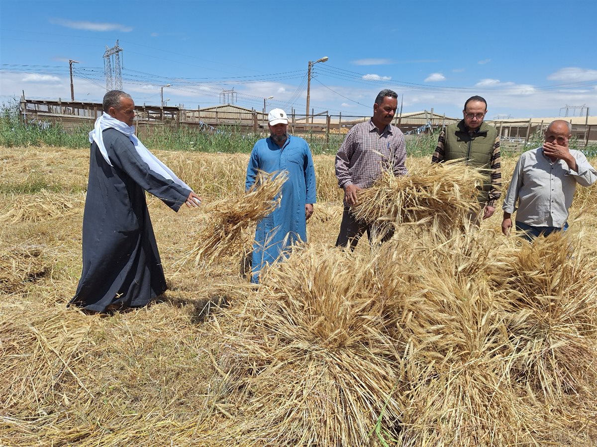 يفتتح موسم حصاد القمح بأحد الحقول الزراعية بمركز طامية