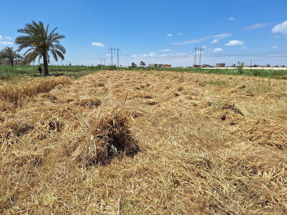 يفتتح موسم حصاد القمح بأحد الحقول الزراعية بمركز طامية