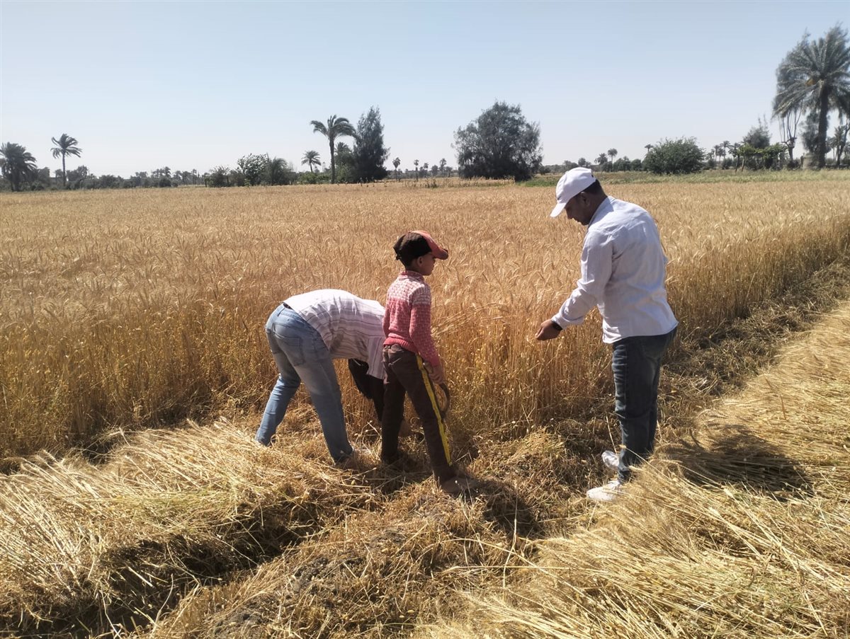 يفتتح موسم حصاد القمح بأحد الحقول الزراعية بمركز طامية