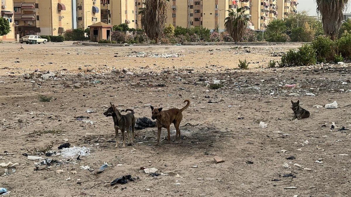 الكلاب الضالة في نفس المكان