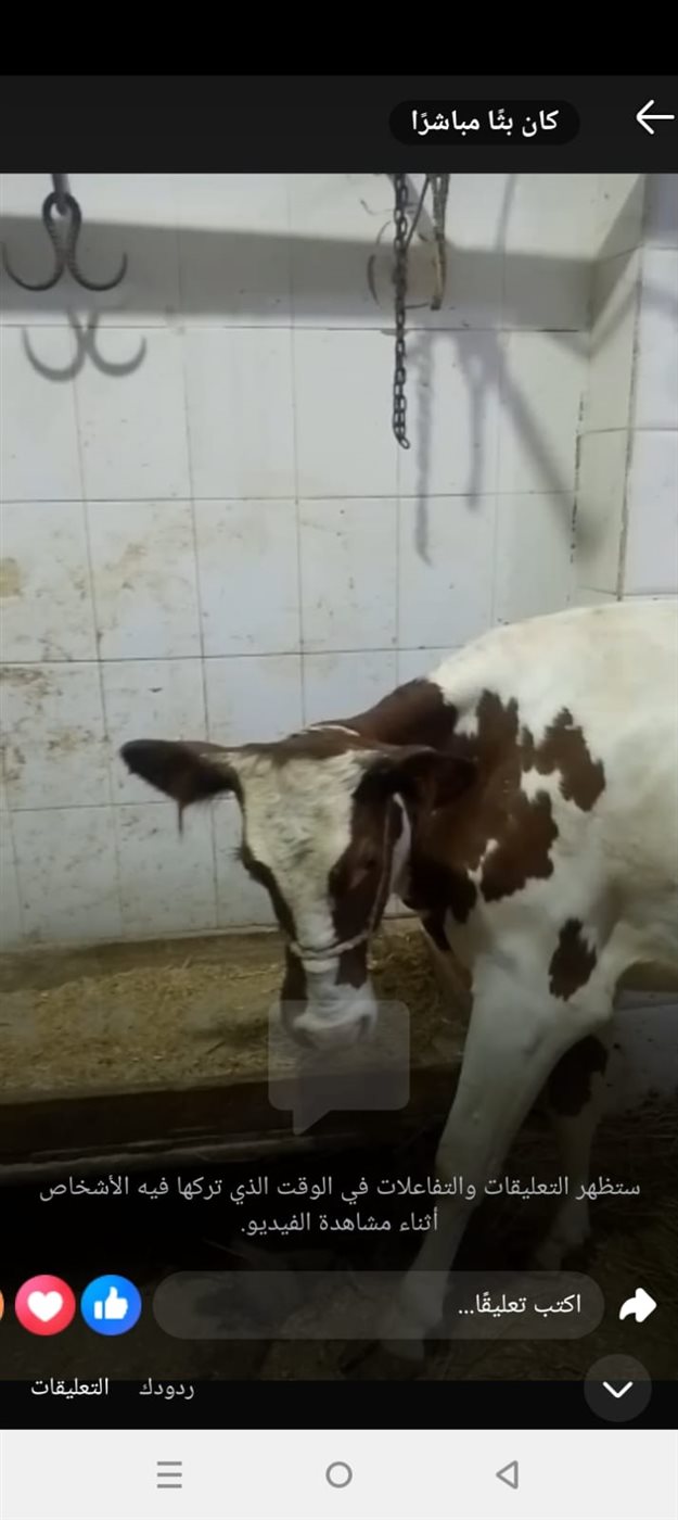 جانب من سوق المواشي