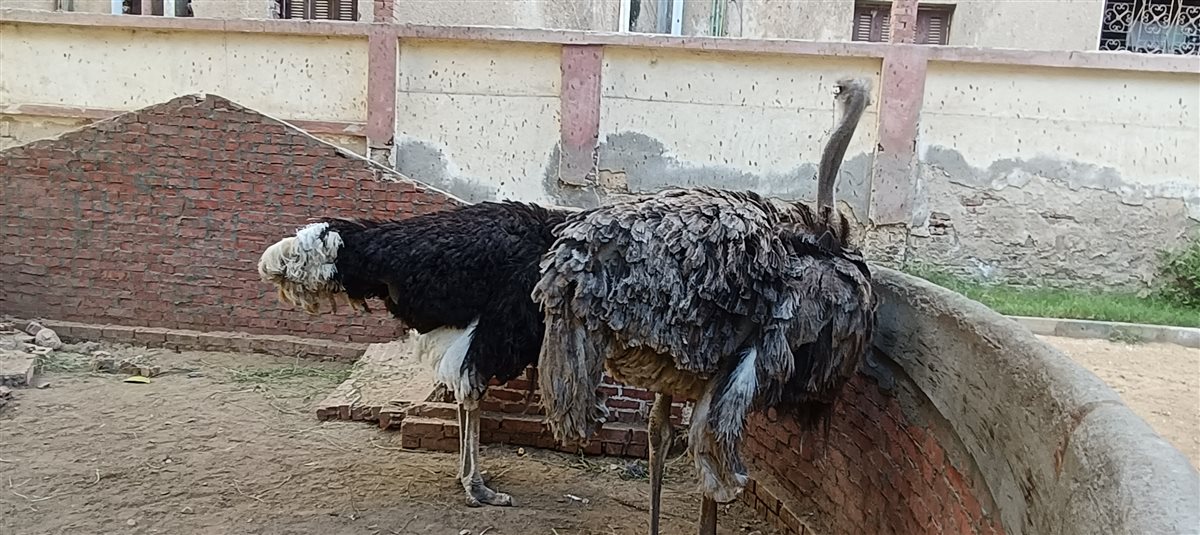 بسبب الحر..إقبال ضعيف من المواطنين على حديقة حيوان الفيوم.. في ثاني أيام العيد