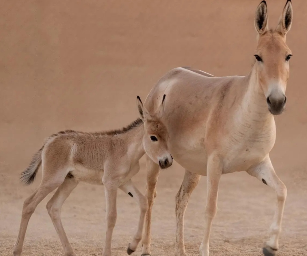 حمار بري&nbsp;