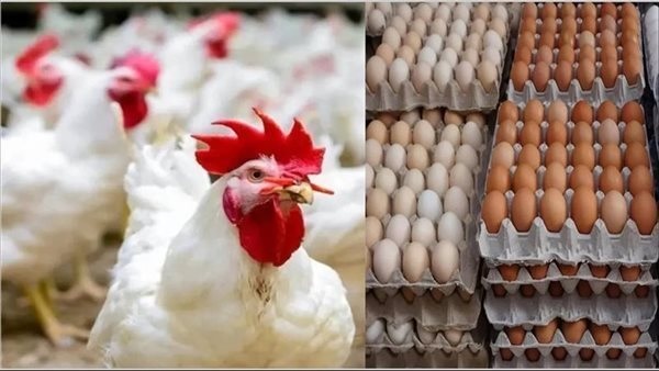 أسعار الفراخ والبيض اليوم