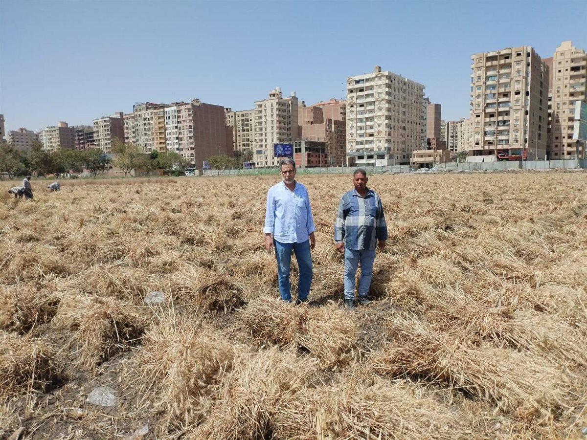 أفتتاح موسم حصاد القمح في مزرعة مدرسة الفيوم الثانوية الزراعية العسكري