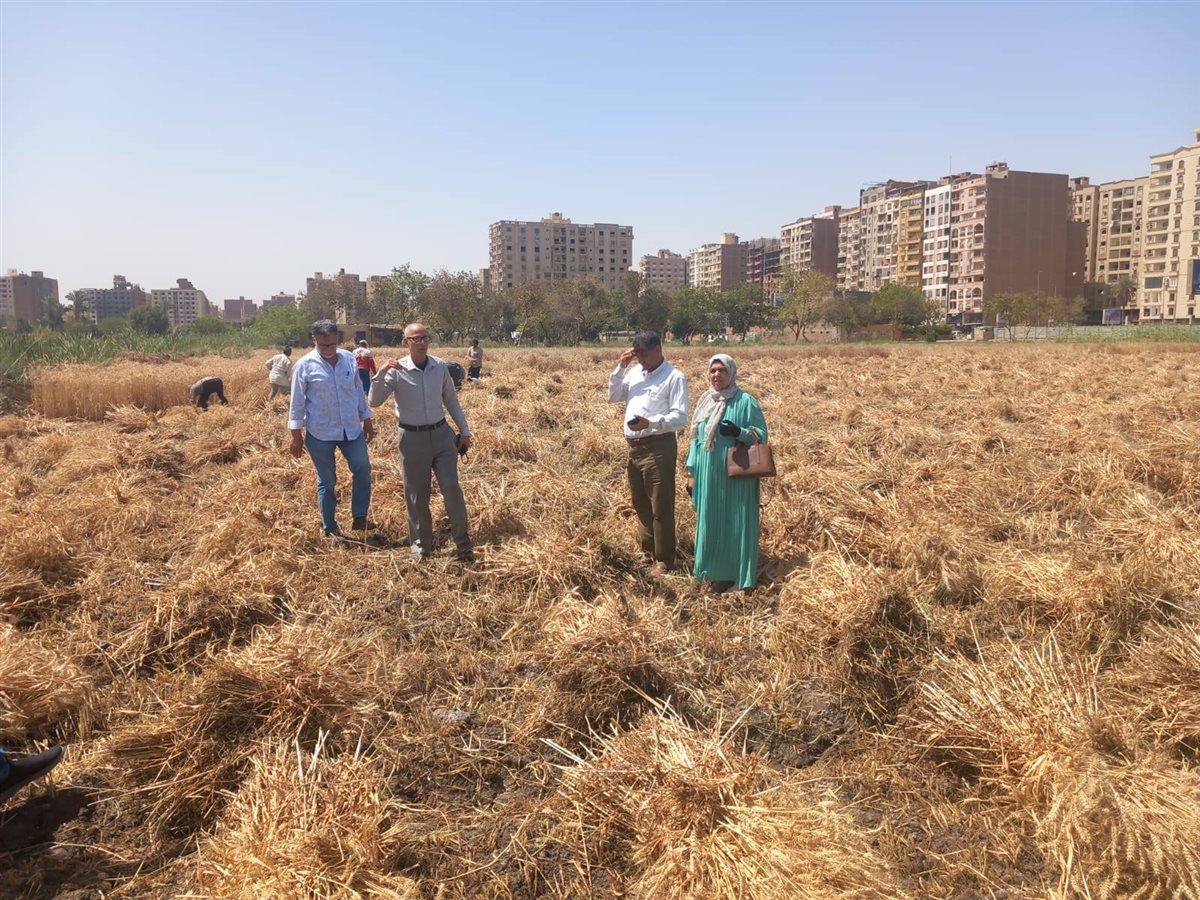 أفتتاح موسم حصاد القمح في مزرعة مدرسة الفيوم الثانوية الزراعية العسكري