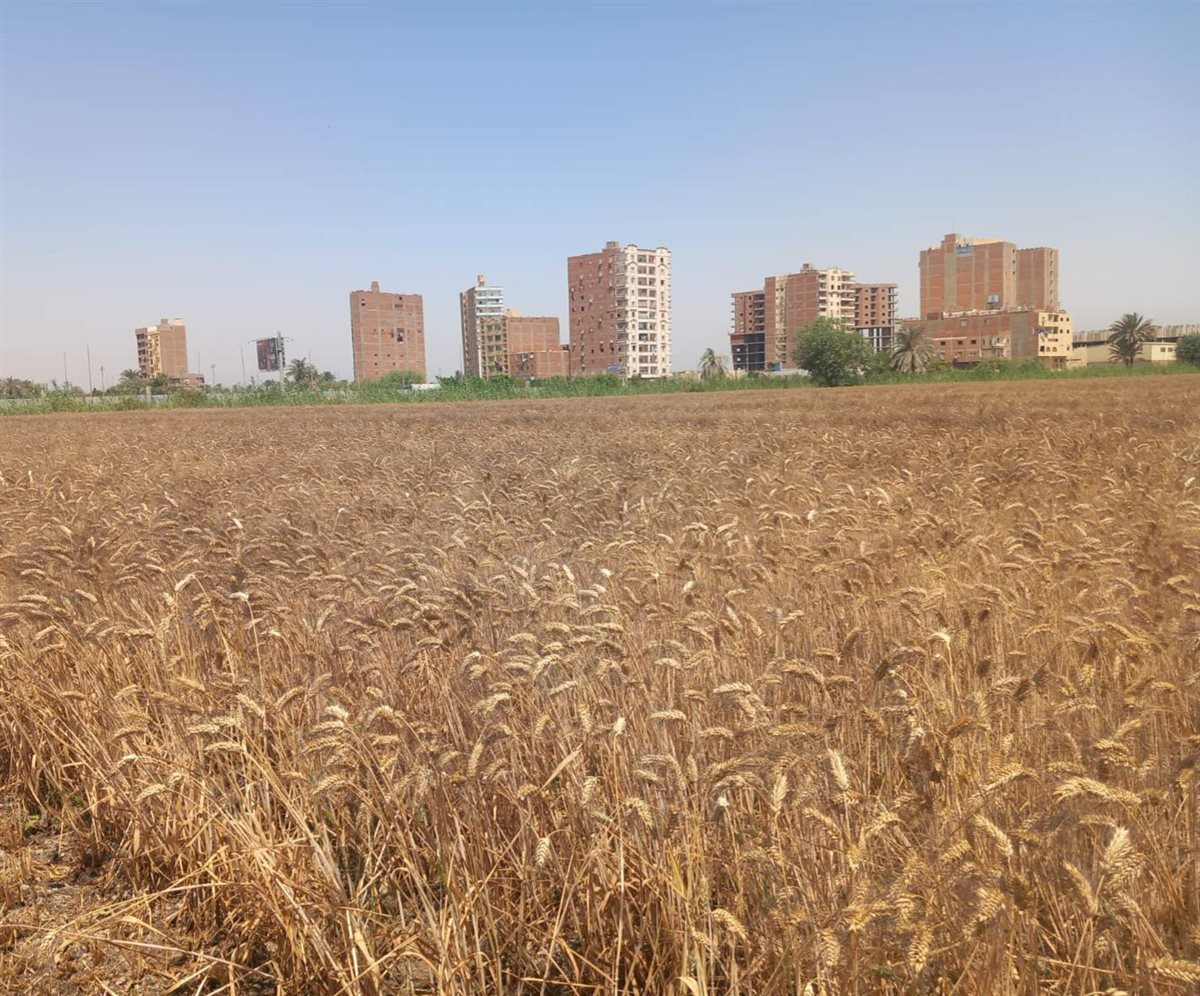أفتتاح موسم حصاد القمح في مزرعة مدرسة الفيوم الثانوية الزراعية العسكري