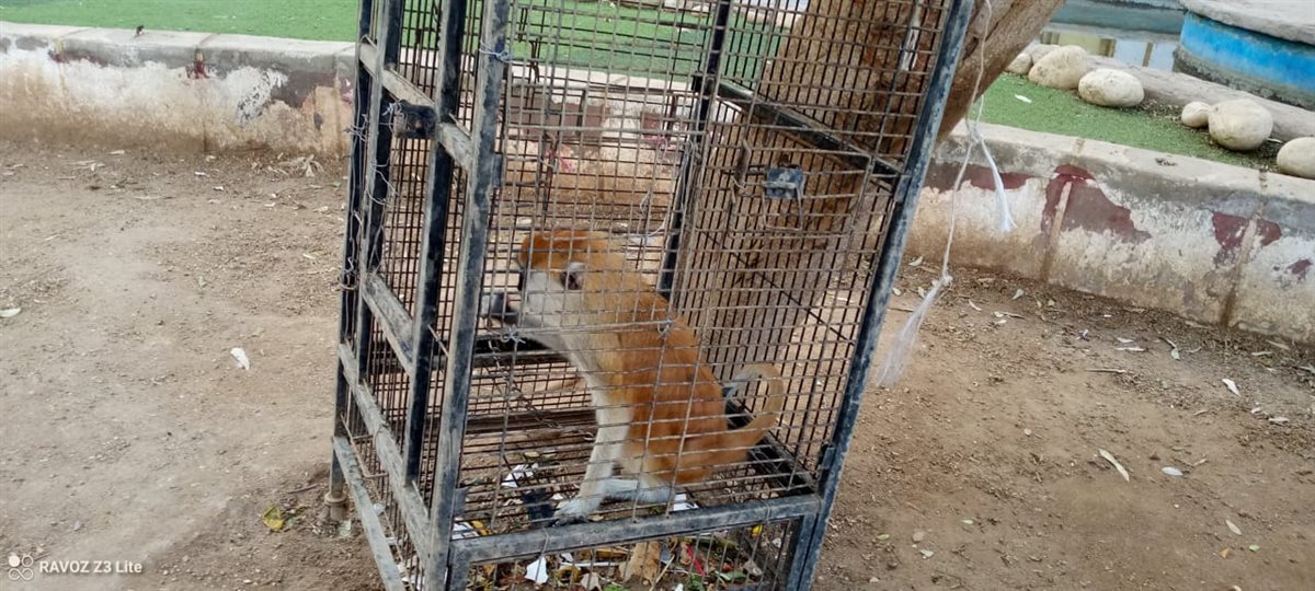 حديقة الحيوان بالفيوم أستعدت لأستقبال زوارها فى عيد شم النسيم