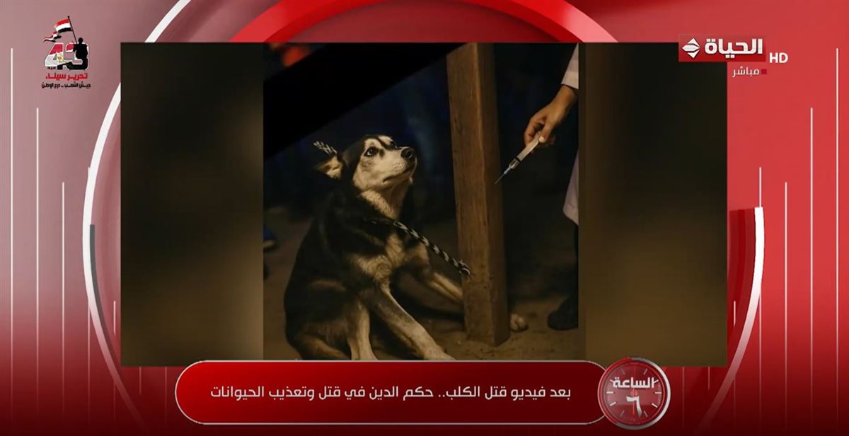 <strong>برنامج الساعة 6</strong>