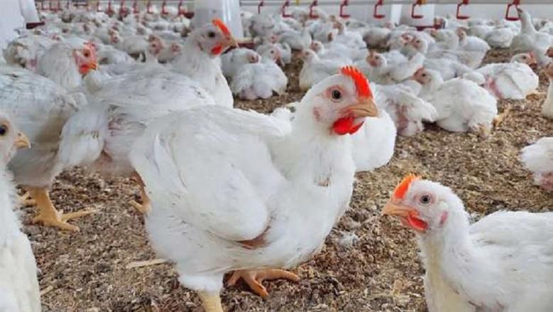 أسعار الدواجن والبيض