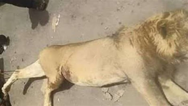 اسد حديقة حيوان الفيوم