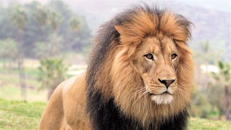 الأسد