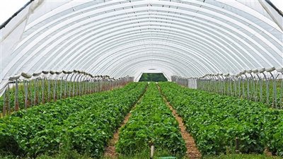 خبير تنموي: مشروع الصوب الزراعية باللاهون سيوفر إجمالي إنتاجية 160 ألف فدان