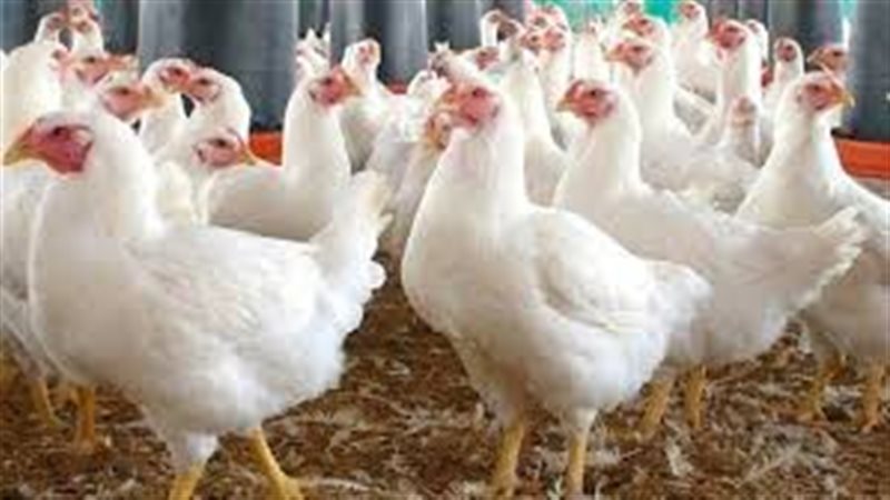 أسعار الدواجن في