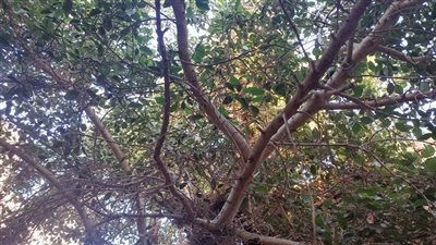 جميزة الكهف المظلم .. حكاية الأساطير بقرية المنشية عن شجرة عمرها 100 عام (صور)