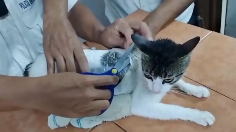 القبض على قطة تُهرب