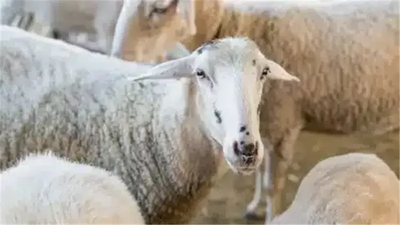 الأضاحي