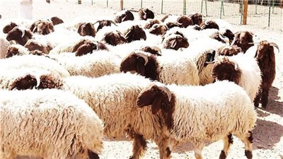 التنمية المحلية: ضوابط صارمة لذبح الأضاحي استعدادا لاستقبال عيد الأضحى