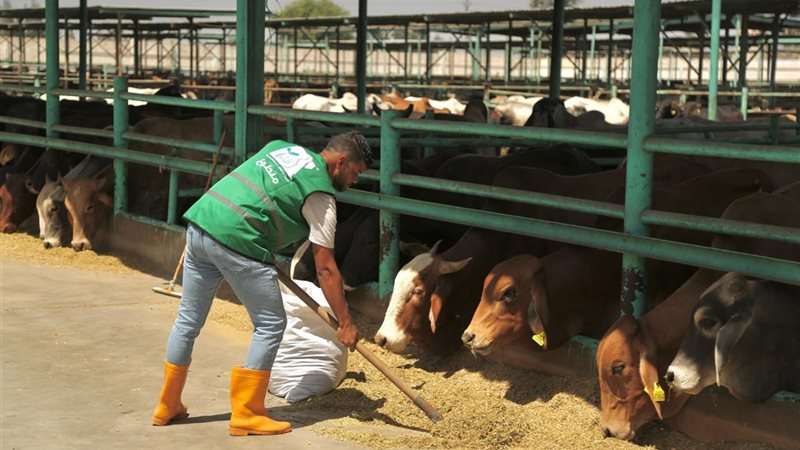 رؤؤوس الأضحية بمصر