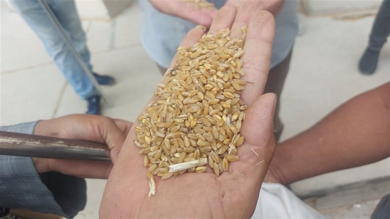 القمح في اسيوط