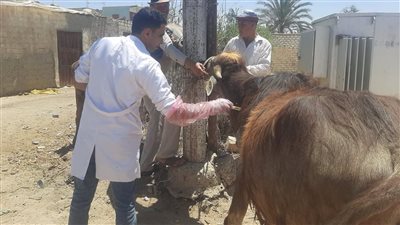  431 قافلة بيطرية مجانية لعلاج أكثر من 235 ألف رأس حيوان وطائر في 393 قرية