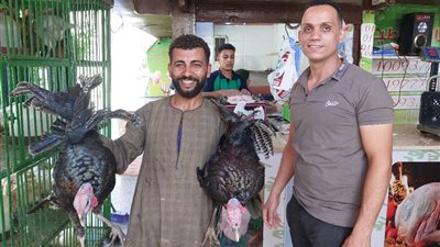 انخفاض كبير في أسعار الطيور الحية بسوهاج.. والفراخ البيضاء تسجل 77 جنيهًا