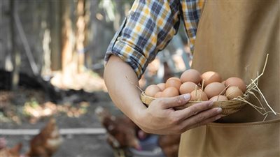 تناول البيض أسبوعيًا قد يقلل خطر الإصابة بالزهايمر..دراسة جديدة 