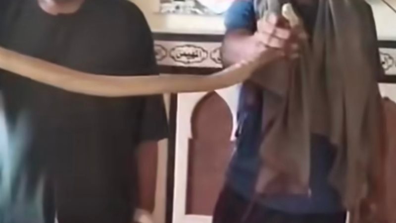 العثور علي كوبرا