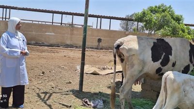جهود الدولة لتنمية الثروة الحيوانية ومكافحة الأمراض الوبائية في السويس