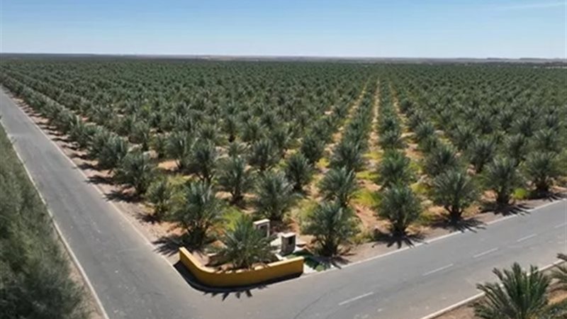 التمور