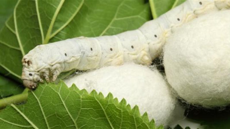 دودة القز