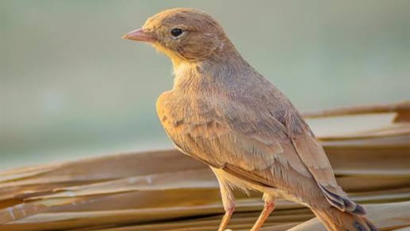 طائر الحمرة