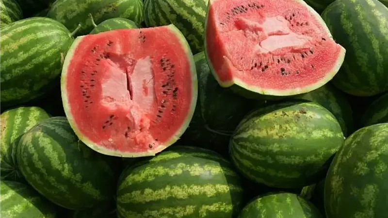 البطيخ
