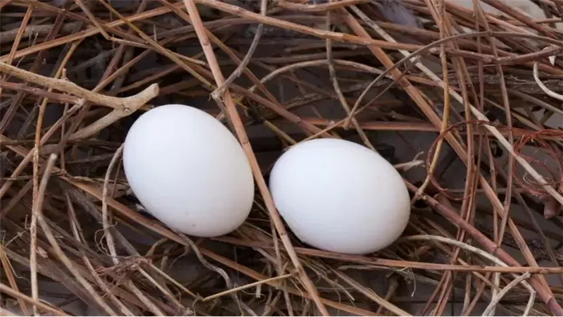 فوائد بيض الحمام: